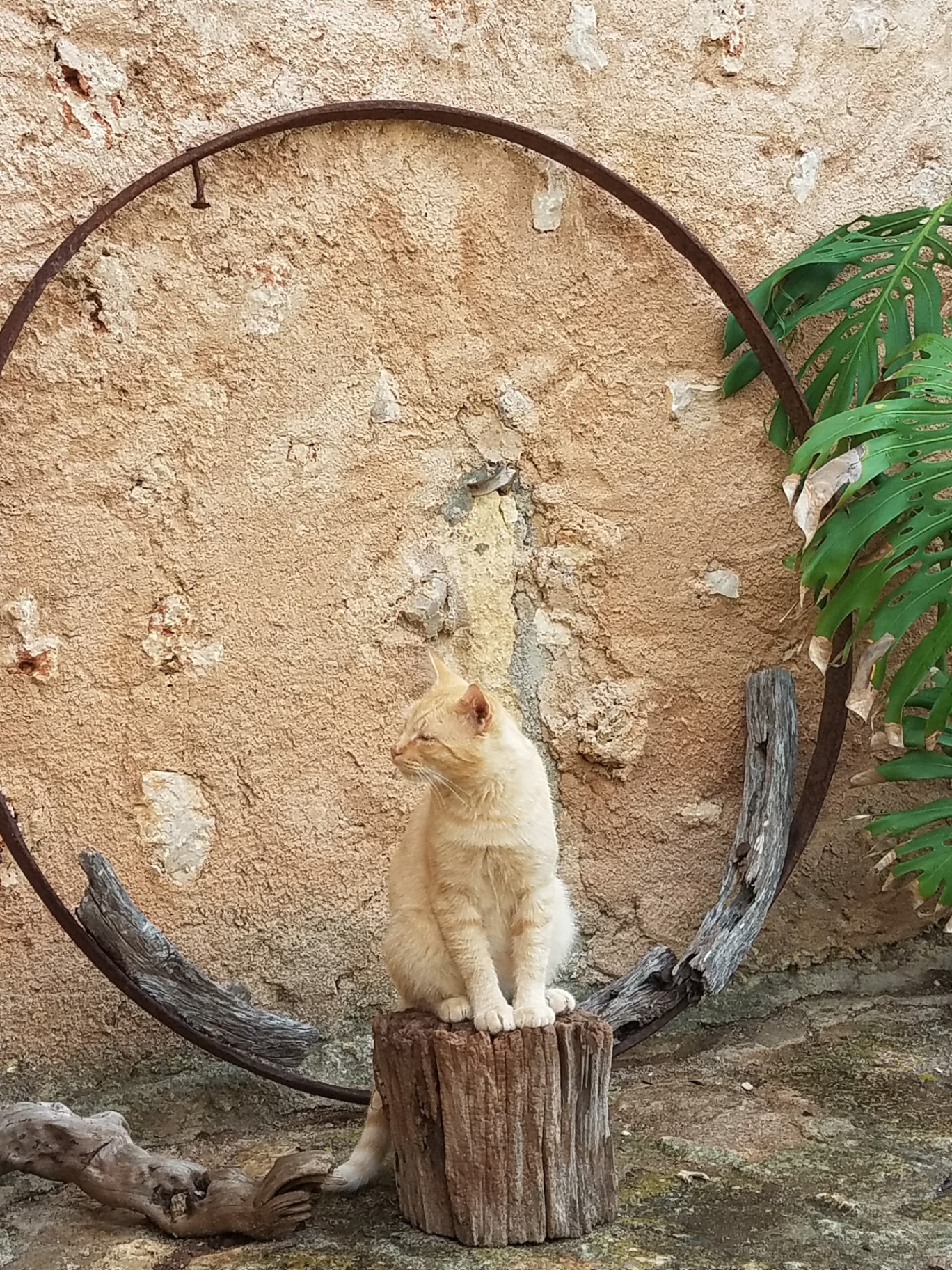 Cream-colored cat in Mallorca framed by a rusted metal circle