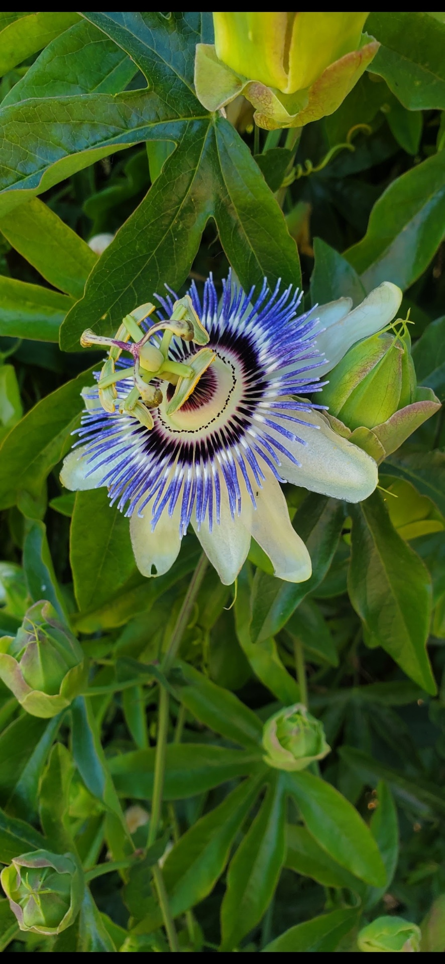 Close-up of a passionflower in bloom