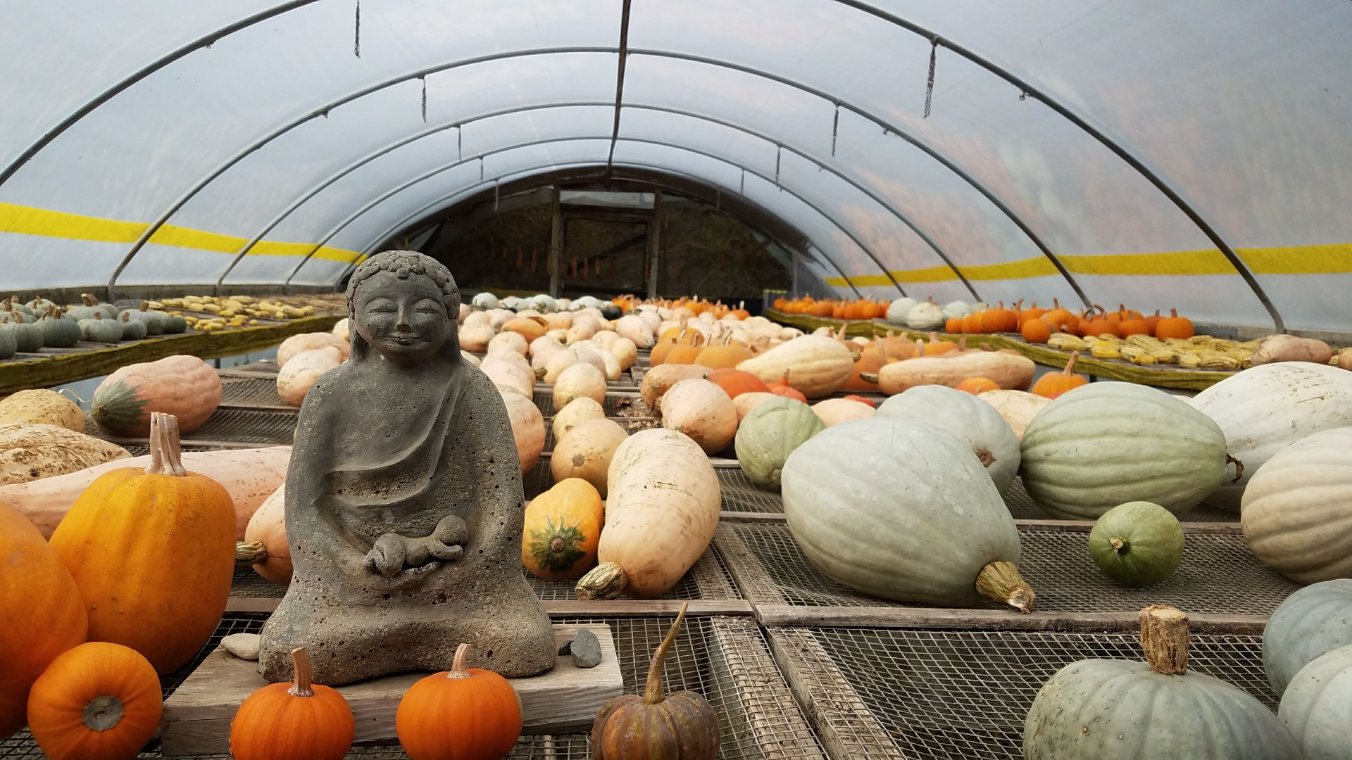 Small Buddha figure nestled among pumpkins and gourds